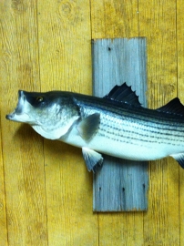 image_1